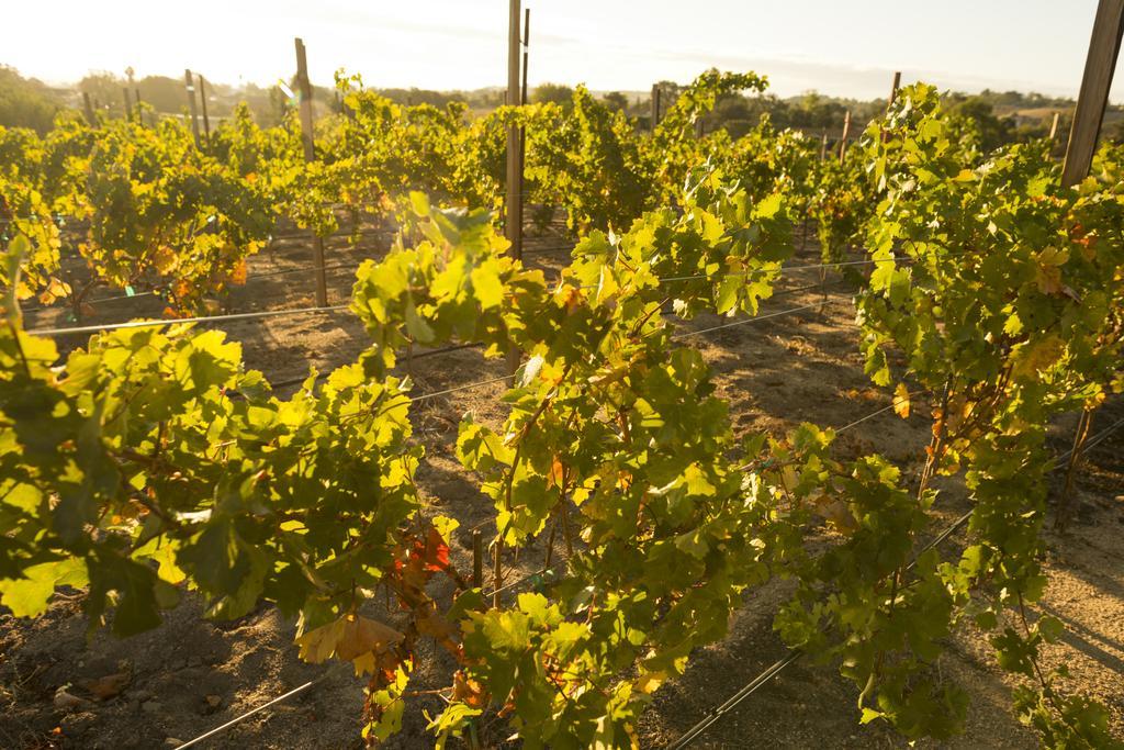 Allegretto Vineyard Resort Paso Robles Exterior foto